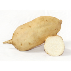 Batata Bianca (Dolce Americana) Italia Bio
